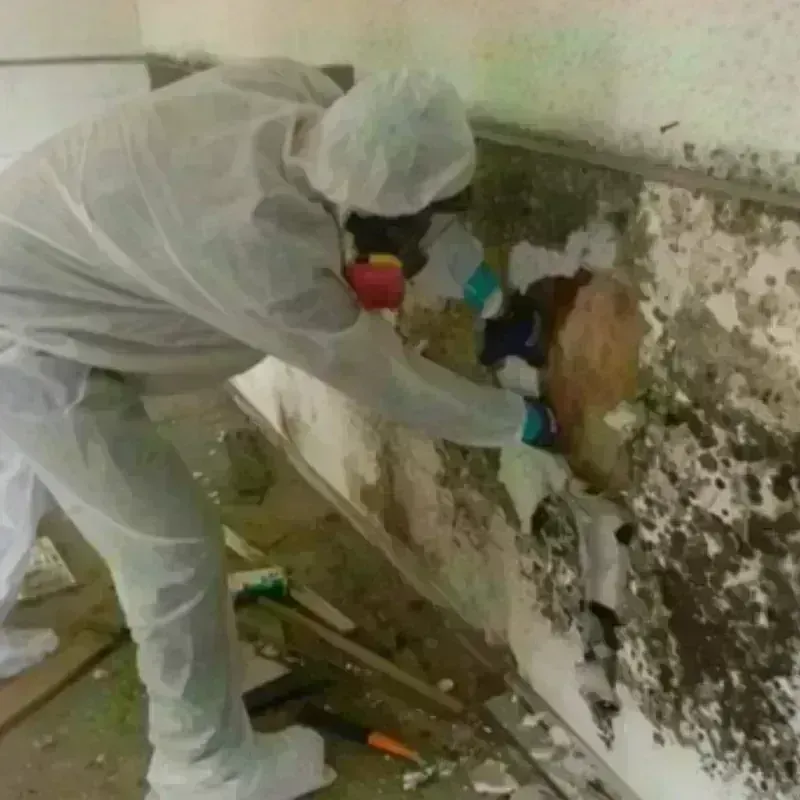 Mold Remediation and Removal in Brackettville, TX